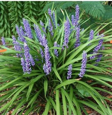 Liriope muscari 'Ingwersen', leliegras, siergras in p9 beschikbaar voor biedingen