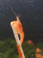 CPO kreeft (Cambarellus patzcuarensis 'orange'), Dieren en Toebehoren, Kreeft, Krab of Garnaal, Zoetwatervis, Schoolvis