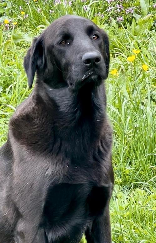 Gastgezin gezocht, Dieren en Toebehoren, Honden | Niet-rashonden, Middel, Meerdere dieren, Particulier, Meerdere, Buitenland, 1 tot 2 jaar