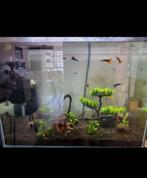 Aquarium superfish home 80, Ophalen, Zo goed als nieuw, Terrarium of Paludarium