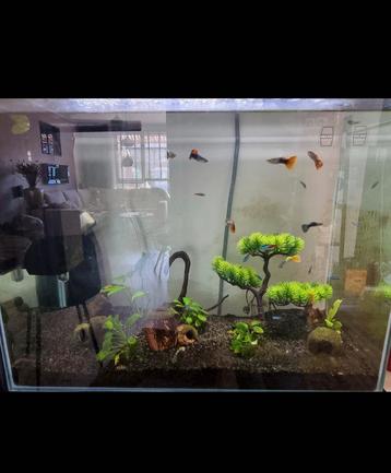 Aquarium superfish home 80 beschikbaar voor biedingen