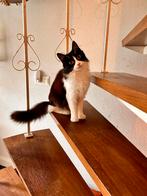 Klein maine coon mix poesje gesteriliseerd 11 maanden, Poes