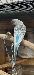 Blackface grasparkiet, Dieren en Toebehoren, Mannelijk, Parkiet, Geringd
