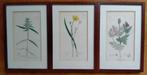 Drie originele handgekleurde kopergravures uit 1832, Ophalen of Verzenden