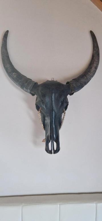 Echte skull beschikbaar voor biedingen