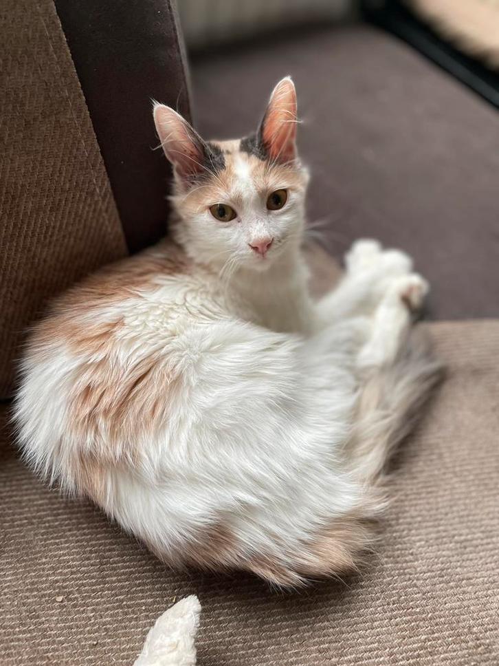 Lana 5mnd lief en sociaal nu bij gastgezin in adam, Dieren en Toebehoren, Katten en Kittens | Overige Katten, Poes