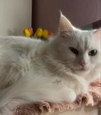 Half Siberische lieve kat, Dieren en Toebehoren, Katten en Kittens | Raskatten | Langhaar, Kater, Ontwormd, 0 tot 2 jaar