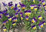 60/ zaad 3-kleurig bosviooltje - Viola cornuta - bio inheems, Tuin en Terras, Bloembollen en Zaden, Ophalen of Verzenden, Voorjaar