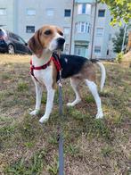 Lieve Beagle finn zoekt fijn huisje, Particulier, Rabiës (hondsdolheid), Buitenland, Teef