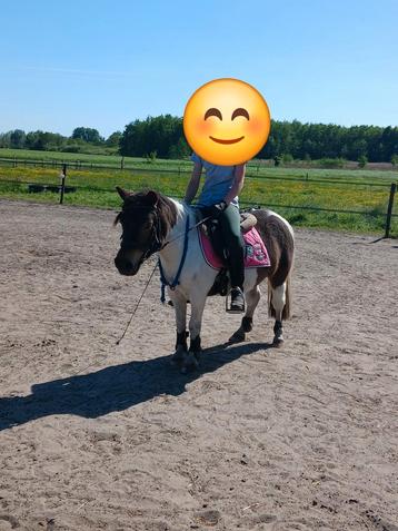 verzorgpony aarle rixtel  beschikbaar voor biedingen