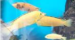 Malawi cichliden - yellows, Dieren en Toebehoren, Vis, Zoetwatervis