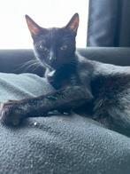 Lieve poes gratis ophalen, Poes