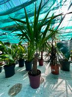 Yucca elephantipes. Maya tree. Pot 21. 100cm hoog, Huis en Inrichting, Kamerplanten, Ophalen of Verzenden