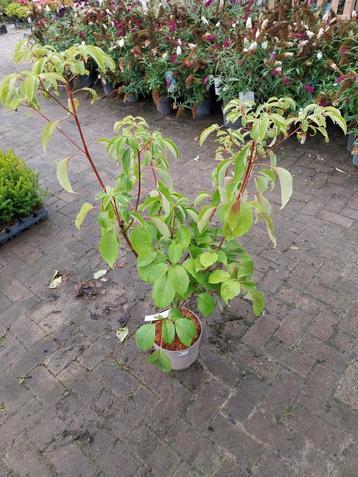 Cornus controversa pagoda beschikbaar voor biedingen