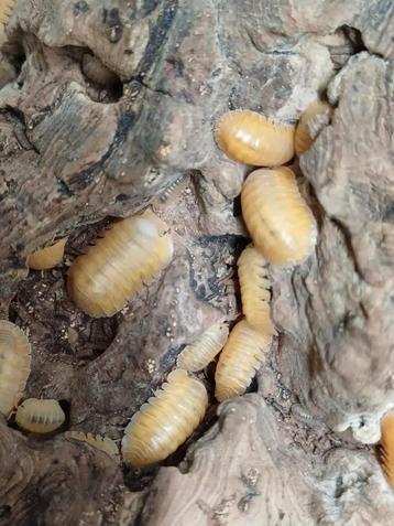 Cubaris sp "Orange Freezy' beschikbaar voor biedingen
