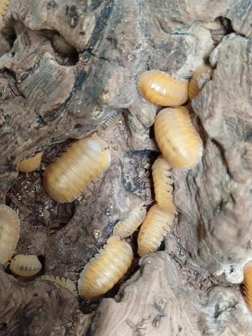 Cubaris sp "Orange Freezy', Dieren en Toebehoren, Insecten en Spinnen
