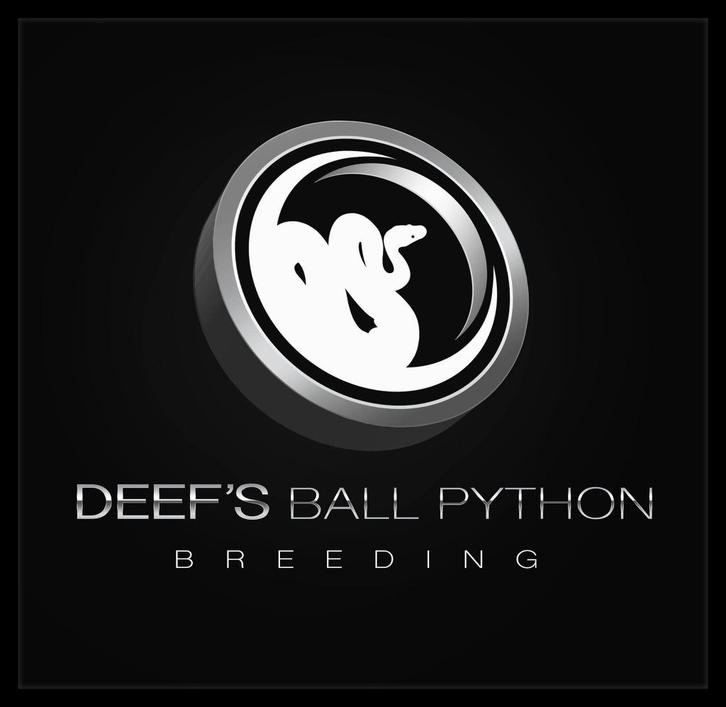 Een paar Koningspythons...., Dieren en Toebehoren, Reptielen en Amfibieën, Slang, 0 tot 2 jaar, Tam