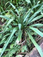 Yucca in pot, Overige soorten, Volle zon, Vaste plant, Ophalen of Verzenden