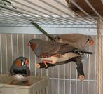 Zebravink mannen, Dieren en Toebehoren, Vogels | Overige Vogels, Mannelijk, Tropenvogel