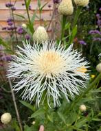 Amerikaans korenbloem zaden Centaurea Americana White Bride, Ophalen of Verzenden, Volle zon