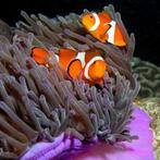 Gezocht - levende have zeeaquarium, Dieren en Toebehoren, Ophalen, Gevuld zeewateraquarium