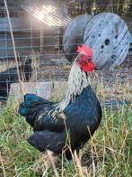 Marans kriel haan zilverhals, Dieren en Toebehoren, Pluimvee, Mannelijk, Kip