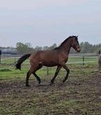 Spoed. 2 jarig springpaard. salvador di arezzo Z x cassilano, Dieren en Toebehoren, Paarden, Hengst, Minder dan 160 cm, 0 tot 2 jaar