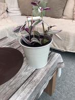 Vetplant, Ophalen, Overige soorten, Minder dan 100 cm