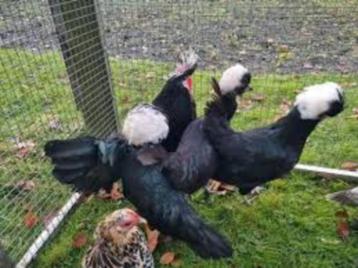 Hollandse Kuifhoen krielkippen. beschikbaar voor biedingen