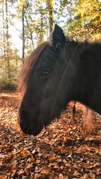 Verzorgster gezocht!!, Dieren en Toebehoren, Paarden en Pony's | Verzorgingsproducten, Ophalen