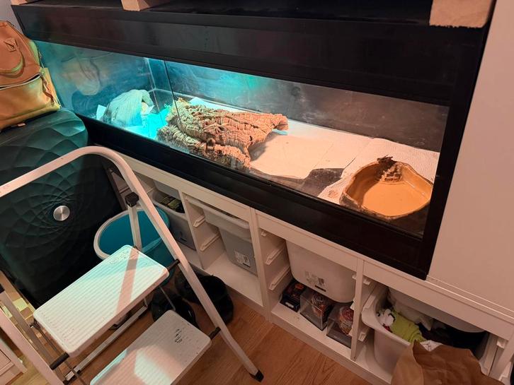 Blauwtongskink met terrarium