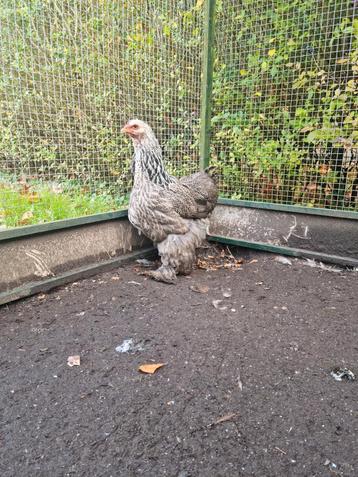 Fantastisch mooie Brahma hen zilverpatrijs -Brahmas Brahma's beschikbaar voor biedingen