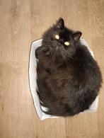 Gouden plekje gezocht. Goed lezen., Kater, 3 tot 5 jaar