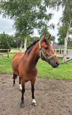 Leuke d menpony, Dieren en Toebehoren, Pony's, B, 3 tot 6 jaar, Recreatiepony, D pony (1.37m tot 1.48m)