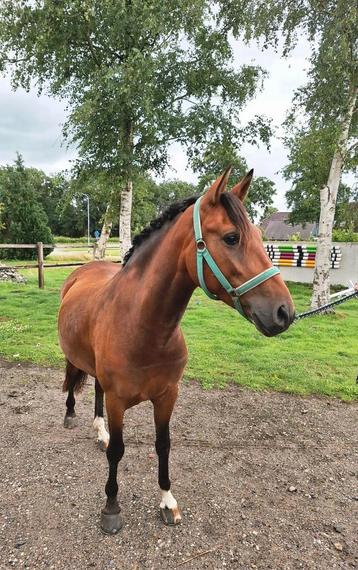 Leuke d menpony beschikbaar voor biedingen