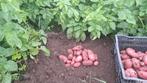 Nieuwe aardappels, Tuin en Terras, Ophalen of Verzenden, Zomer, Volle zon