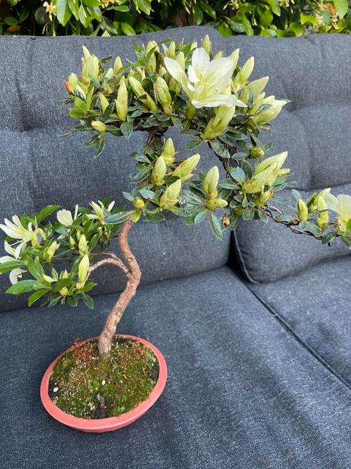 Azalea bonsai, Tuin en Terras, Planten | Bomen, Overige soorten, Minder dan 100 cm, Volle zon, Ophalen of Verzenden