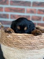 berner sennen, friese stabij, golden retriever kruising pups, Dieren en Toebehoren, Rabiës (hondsdolheid), Overige rassen, 8 tot 15 weken
