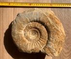 Grote ammoniet fossiel in matrix – 30 cm, Ophalen of Verzenden, Fossiel