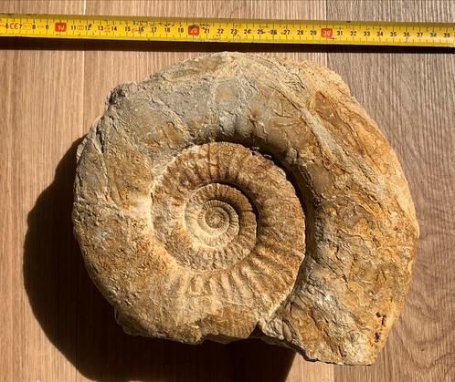 Grote ammoniet fossiel in matrix – 30 cm, Verzamelen, Mineralen en Fossielen, Fossiel, Ophalen of Verzenden