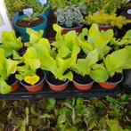 Kraampje in de voortuin met planten te koop voor goede doel, Ophalen, Zomer, Overige soorten, Volle zon
