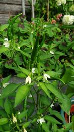Rawit peper plant | Bio | zelf gekweekt |, Tuin en Terras, Bloembollen en Zaden, Ophalen of Verzenden, Voorjaar, Volle zon, Zaad
