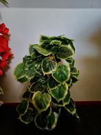 Prachtige Nieuwe Kunstplant, Huis en Inrichting, Kamerplanten, Overige soorten, In pot, Minder dan 100 cm, Groene kamerplant