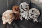 4 mini raszuiver Pomeranian pups blue- lavendel merle choco, Keeshond, CDV (hondenziekte), 8 tot 15 weken, Meerdere