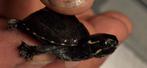 schildpad , muskus baby, Dieren en Toebehoren, Reptielen en Amfibieën, Amfibie, 0 tot 2 jaar