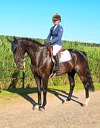 #NWE ADV 05-11 Super leuke ruin v. TOTO JR X SAN AMOUR Ruin#, Dieren en Toebehoren, Gechipt, Ruin, Dressuurpaard, L