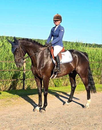 #NWE ADV 05-11 Super leuke ruin v. TOTO JR X SAN AMOUR Ruin# beschikbaar voor biedingen