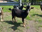 Dwergbok, Dieren en Toebehoren, Schapen, Geiten en Varkens, Mannelijk, Geit, 0 tot 2 jaar
