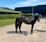 Western paard, Dieren en Toebehoren, Paarden, Minder dan 160 cm, Gechipt, 0 tot 2 jaar, Hengst