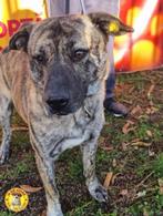 Dexter ter adoptie!, Dieren en Toebehoren, 6 jaar of ouder, Particulier, Rabiës (hondsdolheid), Reu